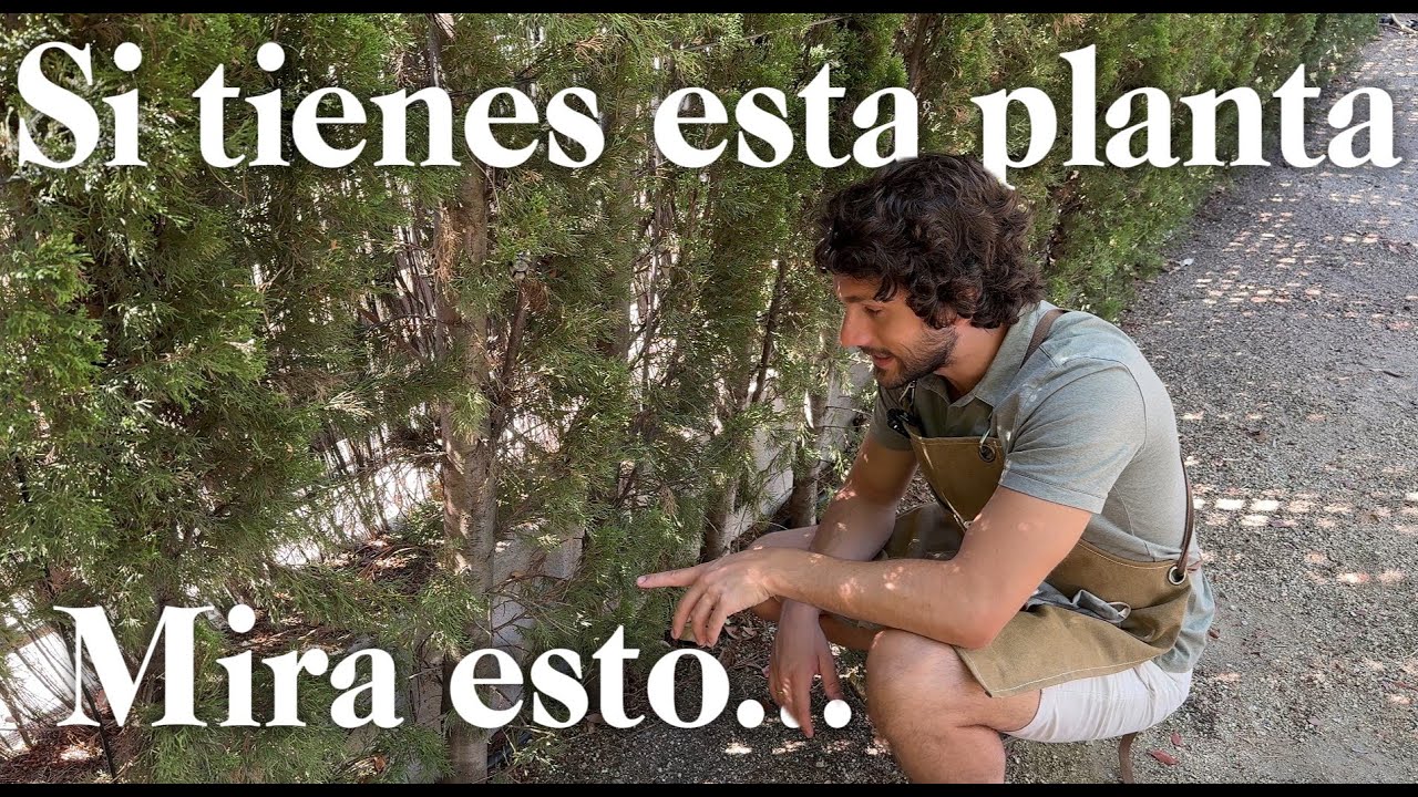 7 PROBLEMAS de 
