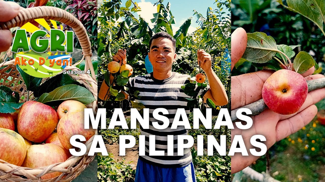 Mansanas sa Pilipinas