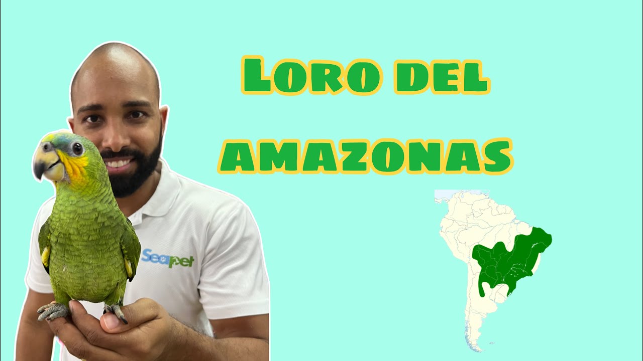 Loro del Amazonas