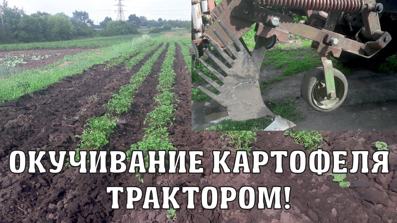 Окучивание картошки на Т-40
