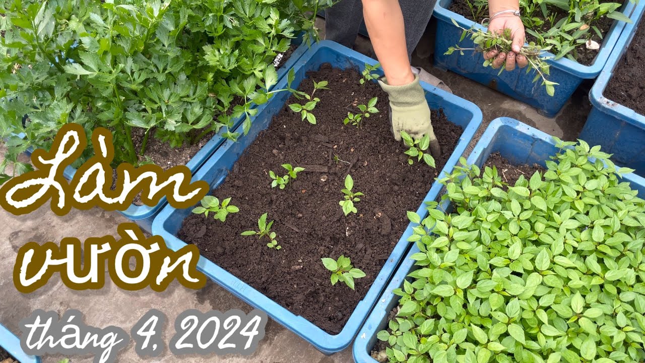 157 TRỒNG VÀ CHĂM BÓN RAU VỤ HÈ, làm đất trồng dưa lê, dưa lưới, trồng rau đay, bón phân rau ngót