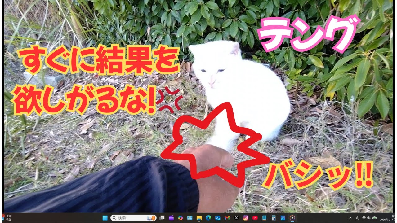 【地域猫】すぐに結果を欲しがるな！😺11月撮影分のパート６です😺