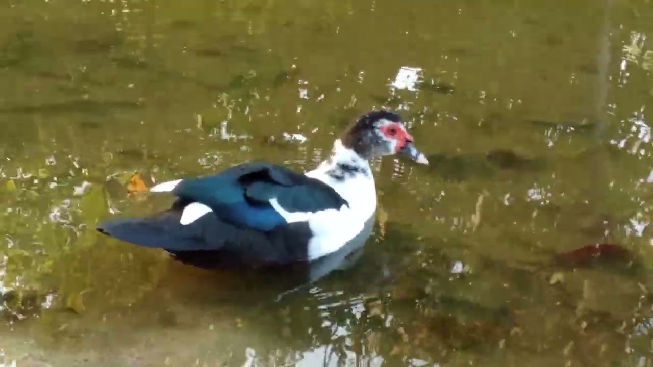 Duck spotting in hithadho hospital 