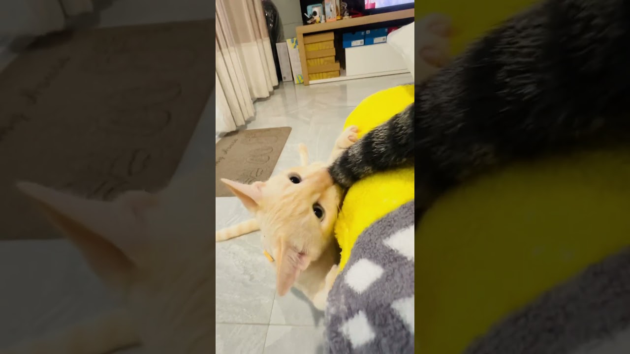 😆😆