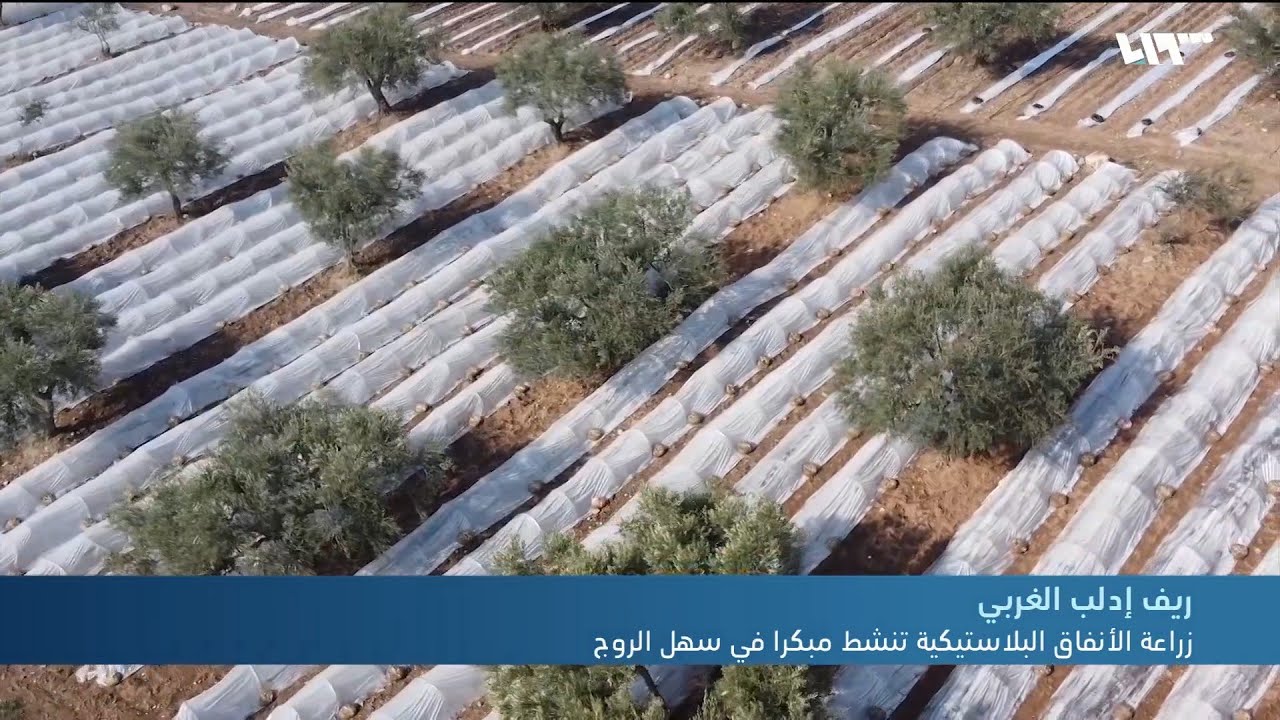 زراعة الأنفاق البلاستيكية تنشط مبكرا في سهل الروج في ريف إدلب
