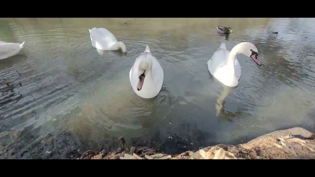Mute Swan Tuesday Feed 