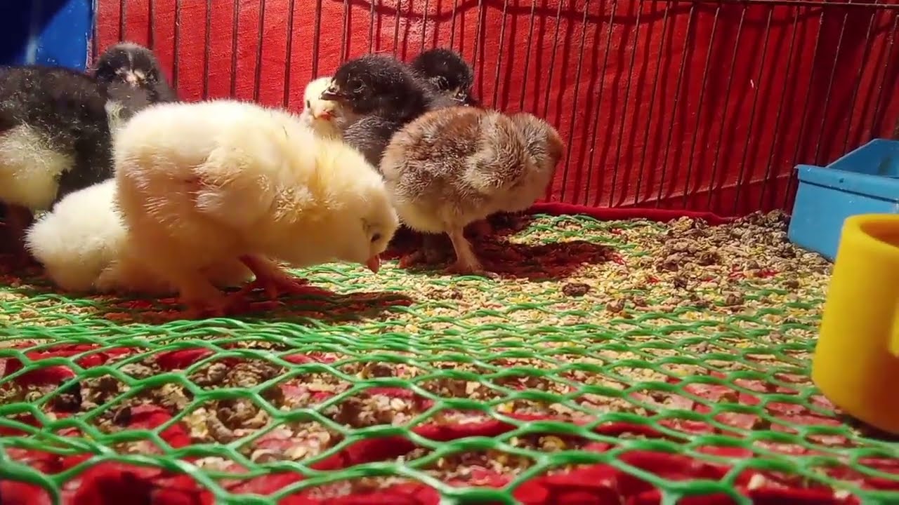 این گوگلی هارو نگاه چه زیبا 🫣🐣🐤