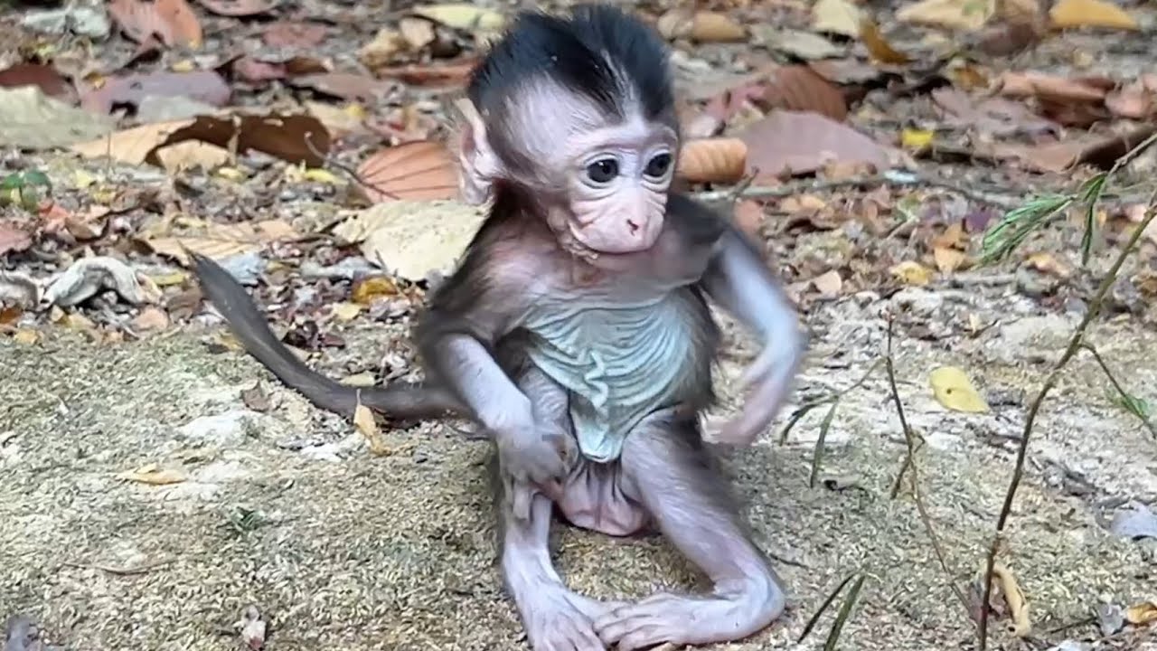 The most beautiful baby tiny Amina sitting on a hill to wait papa | @LaBuBuMonkeysTV855 