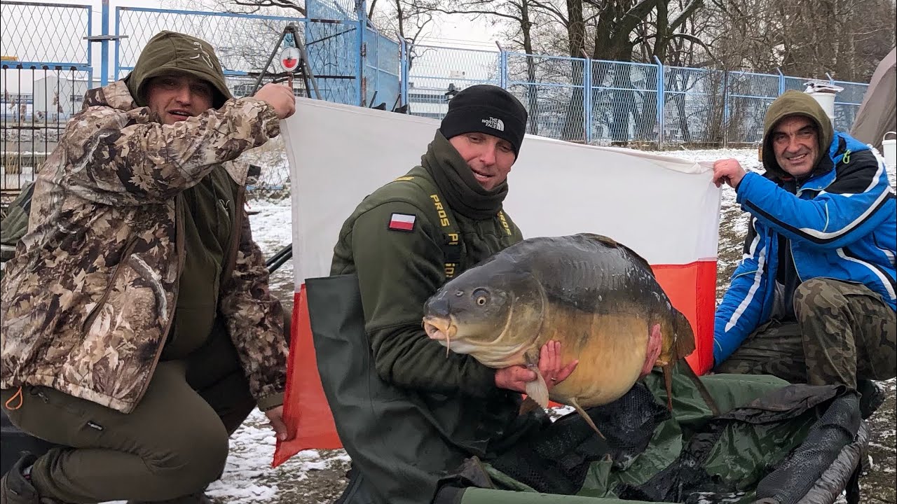 Jezioro Rybnickie luty 2021. Karpie z Rybnika.