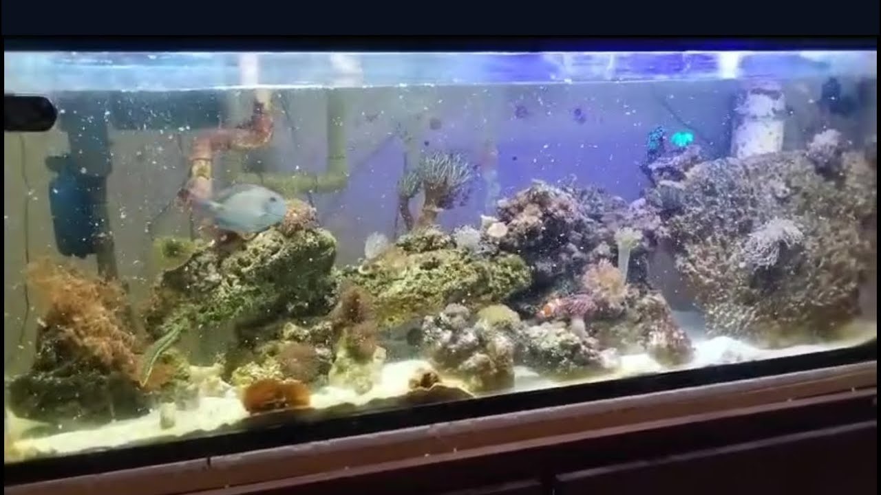 Es bueno sobrealimentar a mis peces??