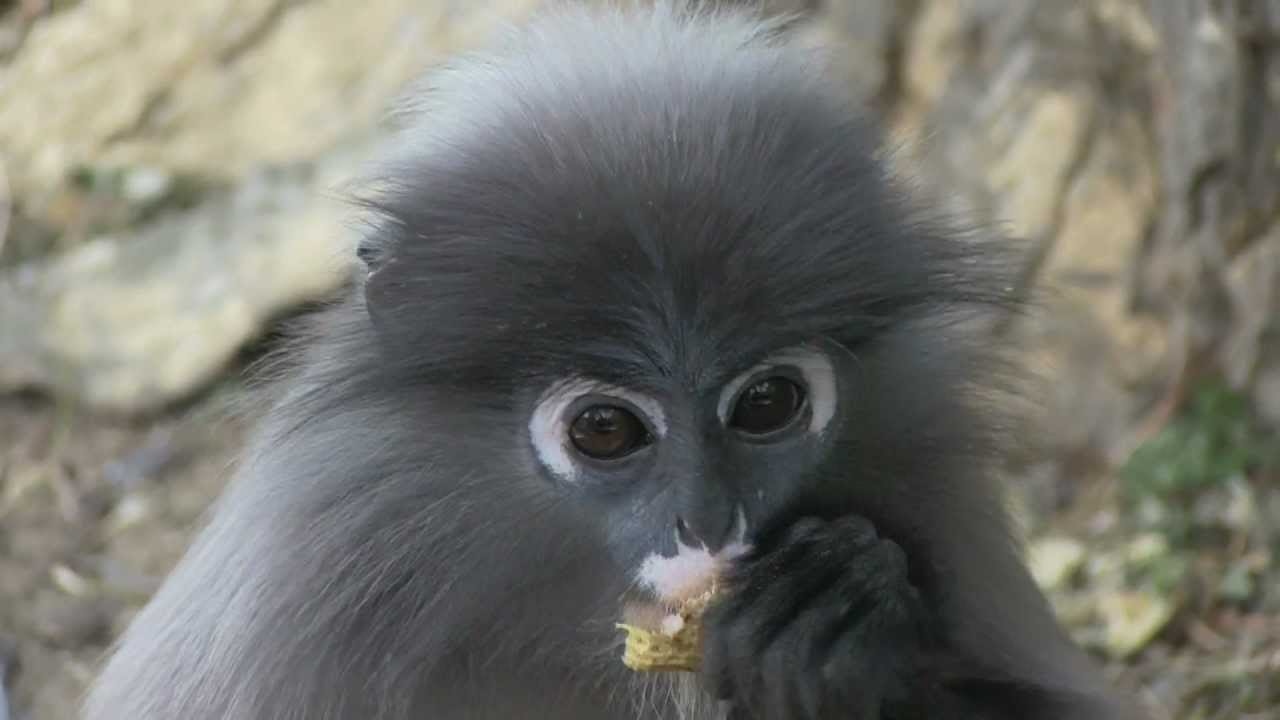 Dusky Leaf Monkeys Thailand