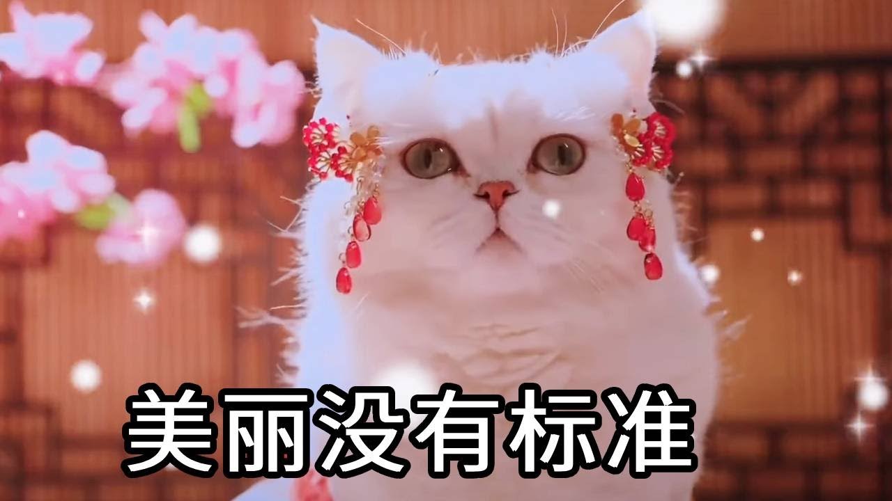 一只爱美的古代小猫咪穿越时空，来到500年后被人告知美丽是没有标准的，健康自信才是美的关键！