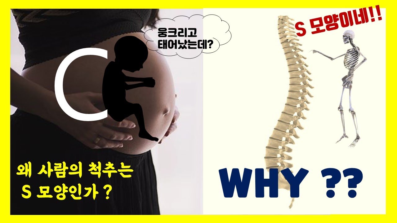 인체 발달의 비밀 