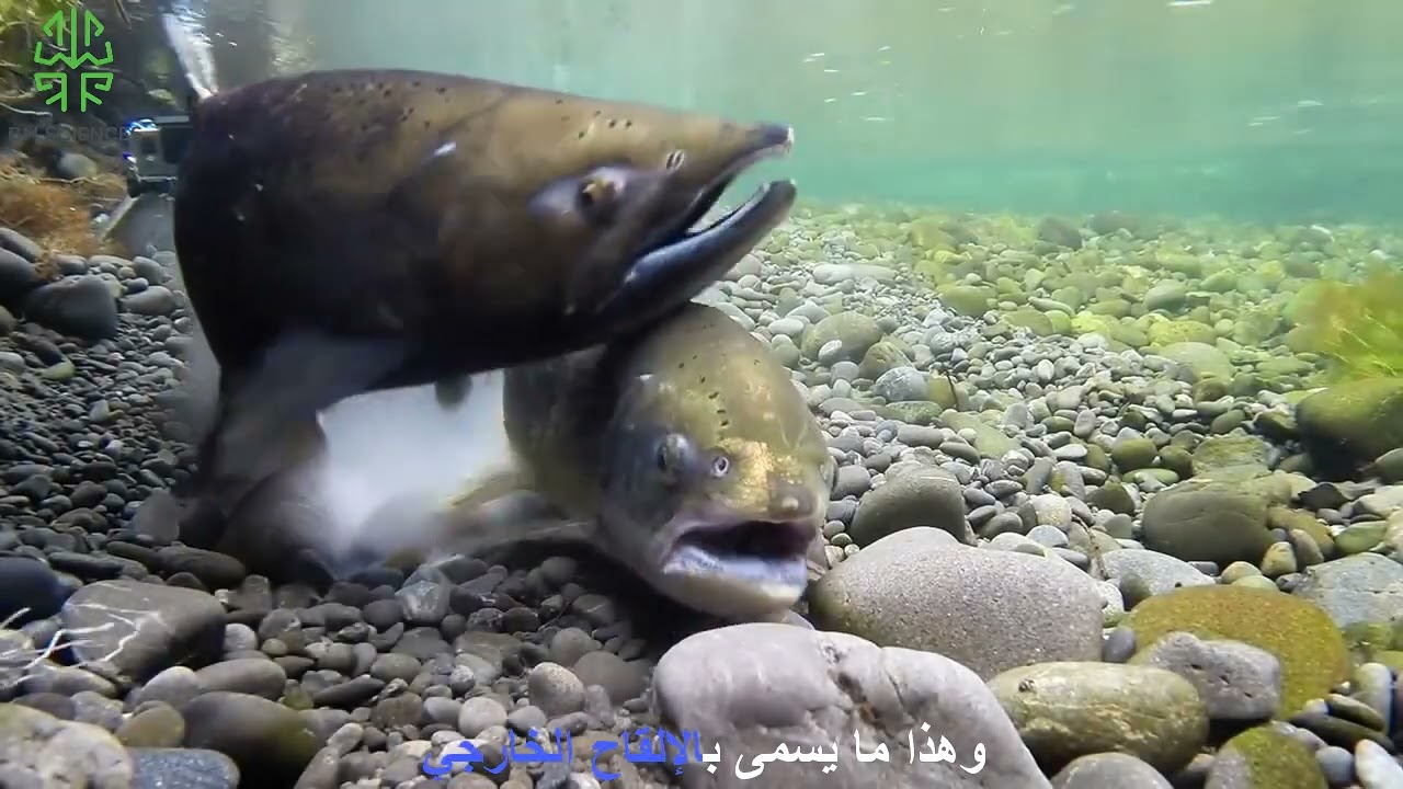 الثانية متوسط l التلقيح الخارجي عند الأسماك