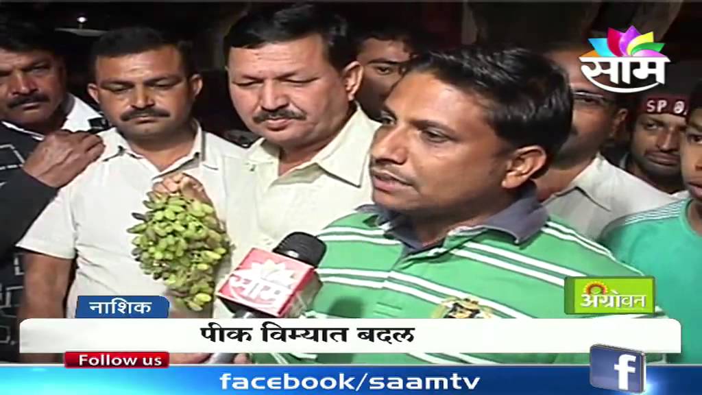 Nashik farmers' grapes orchards destroyed by unseasonal rains