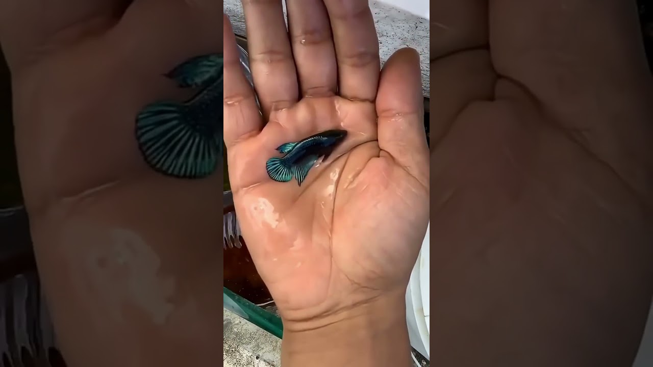 MIRANDO BETTA GRANDES Y COMO PREPARAR ARTEMIA SALINA 😱😱😱