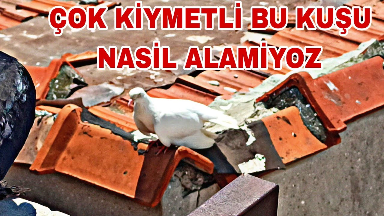 ÇOK KIYMETLİ BU KUŞU BAKİN NASİLDA ELİMİZDEN KAÇİRİYOZ 😲😲