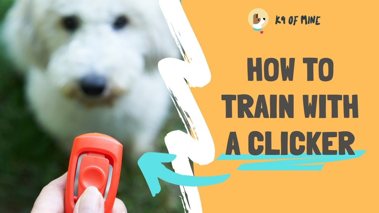 Clicker Training 101: What a Clicker Is, Why It Works, and How to Use It