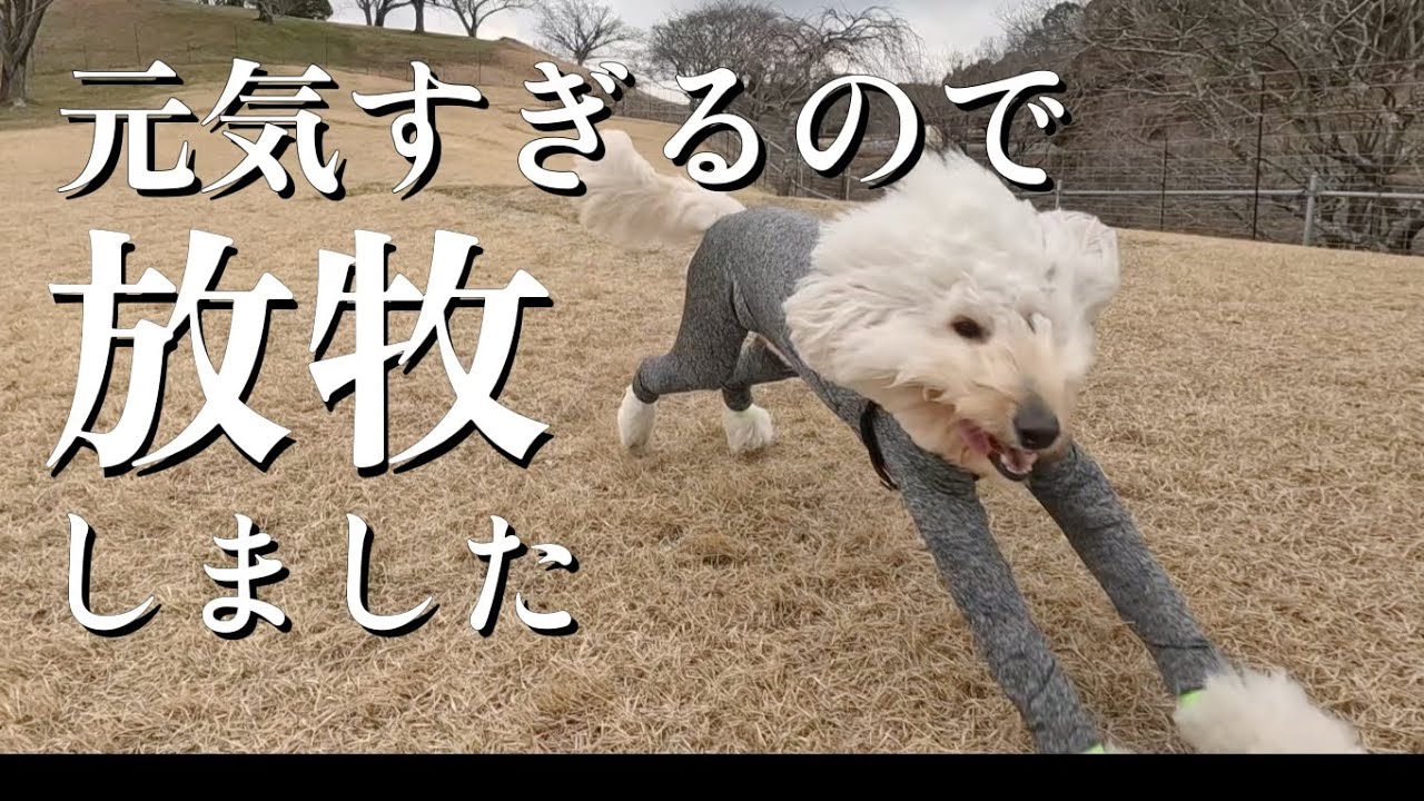 牧場に大型犬を放牧したら大暴れでした【犬とお出かけ】in和歌山