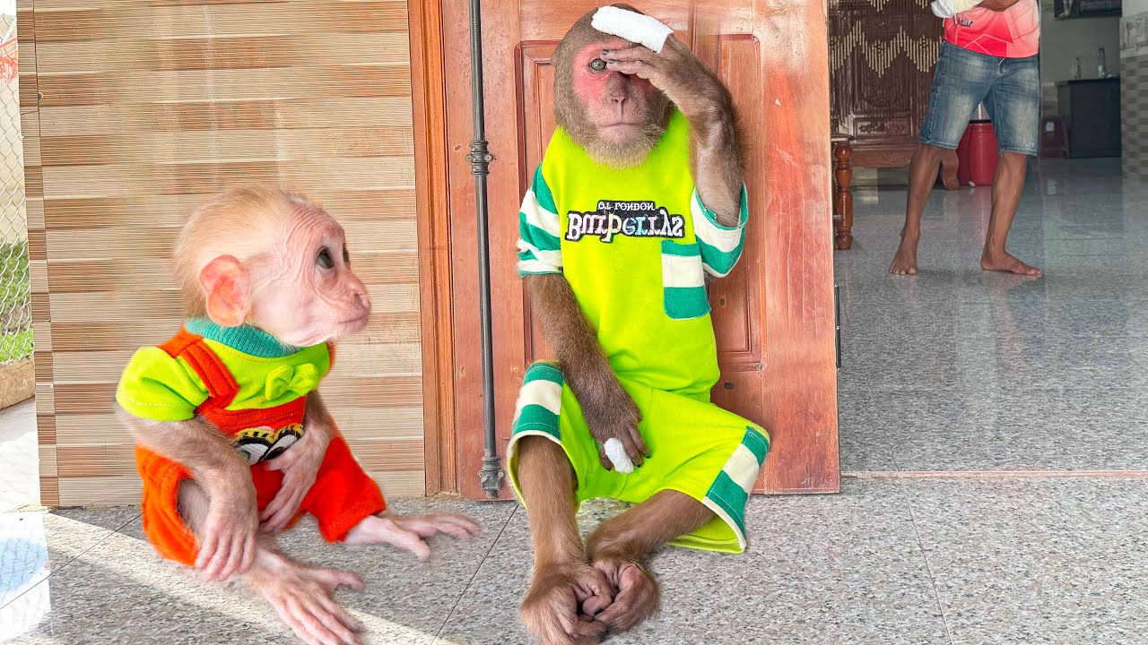 CUTIS avoids taking medicine, asks baby monkey for help