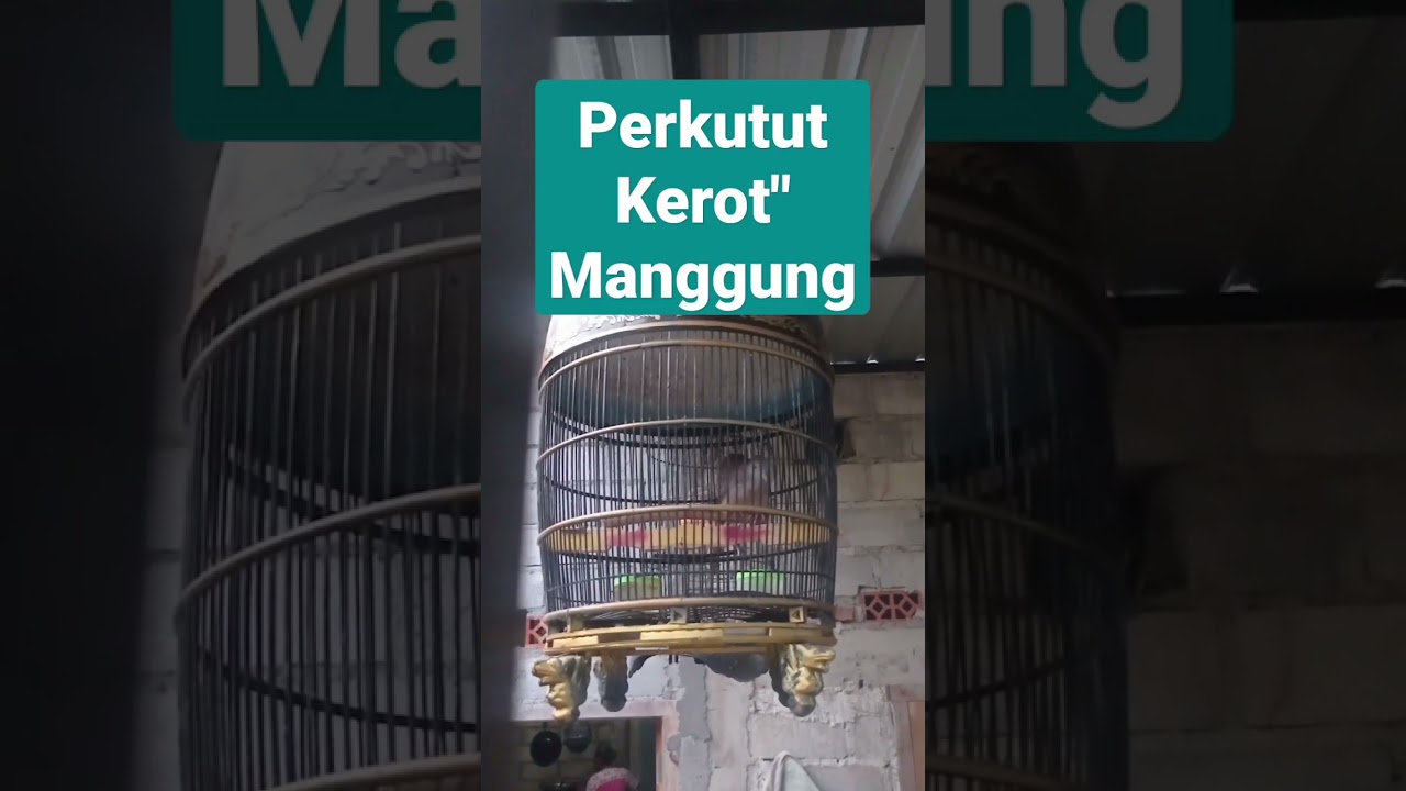 #shorts perkutut kerot bablas manggung