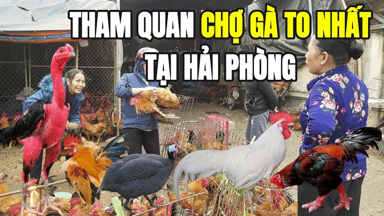 Chợ Phi&ecirc;n g&agrave; c&aacute;c loại LỚN nhất Hải Ph&ograve;ng #review