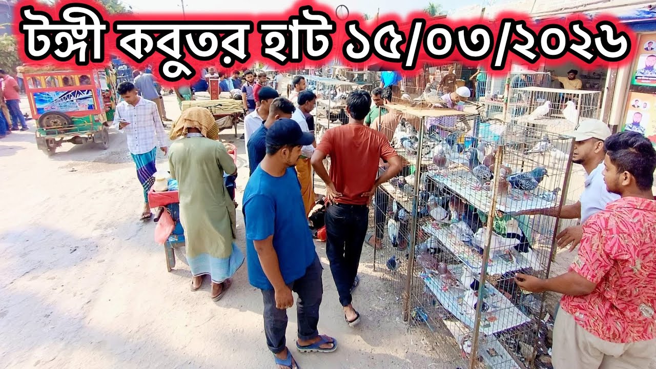 টঙ্গী কবুতর হাট ১৫/০৩/২০২৬ | Bangladesh Pigeon Market 2026 | Kobutor Hat | MOHAMAD RAFI | 