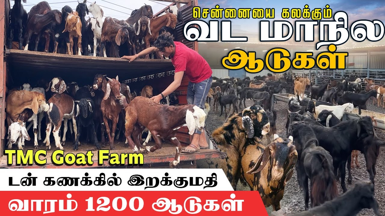 டன் கணக்கில் வட மாநில ஆடுகள் இறக்குமதி  | உயிர் எடையில் விற்பனை | வாரம் 1200 ஆடுகள்  #TheMeatChop