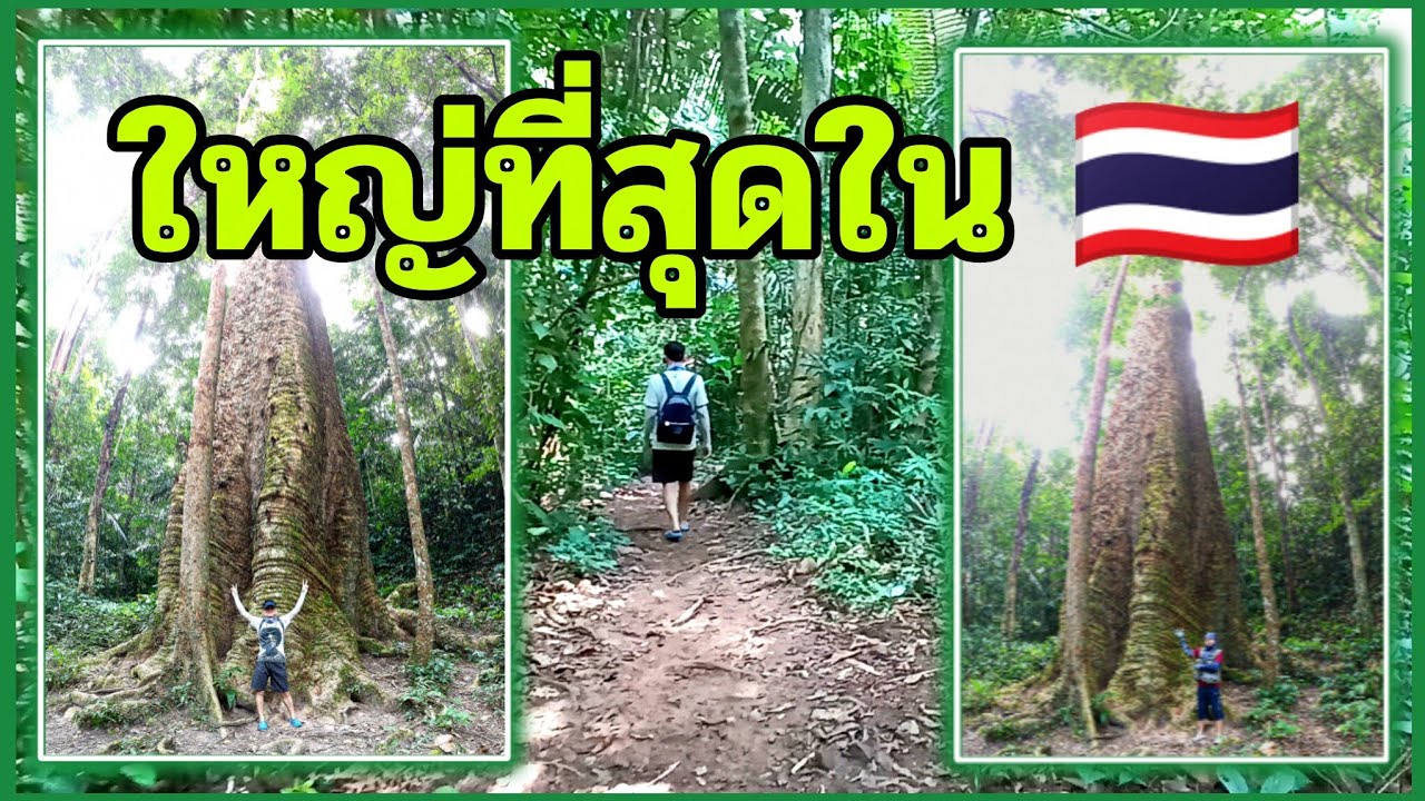 อุทยานแห่งชาติตากสินมหาราช ชมต้นกระบากใหญ่ที่สุดในประเทศไทย @tachu 