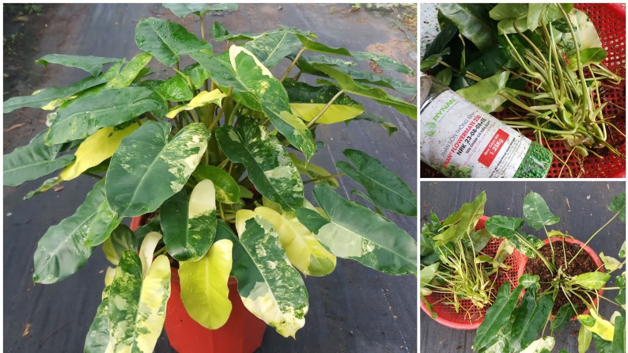 Propagate Philodendron burle marx variegated (12/10/2021): Choose stems for cuttings
