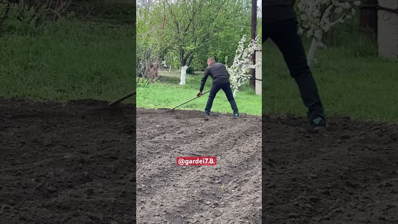Профессор боронует / ГАРДЕЙ И ИВАНЫЧ #shortsvideo #рек #рекомендации #россия #россия #тренды #топ