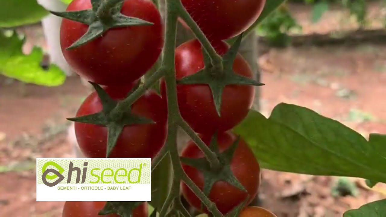 HI SEED sementi orticole e baby leaf - Pomodori - Tomatoes&copy;hiseed srl