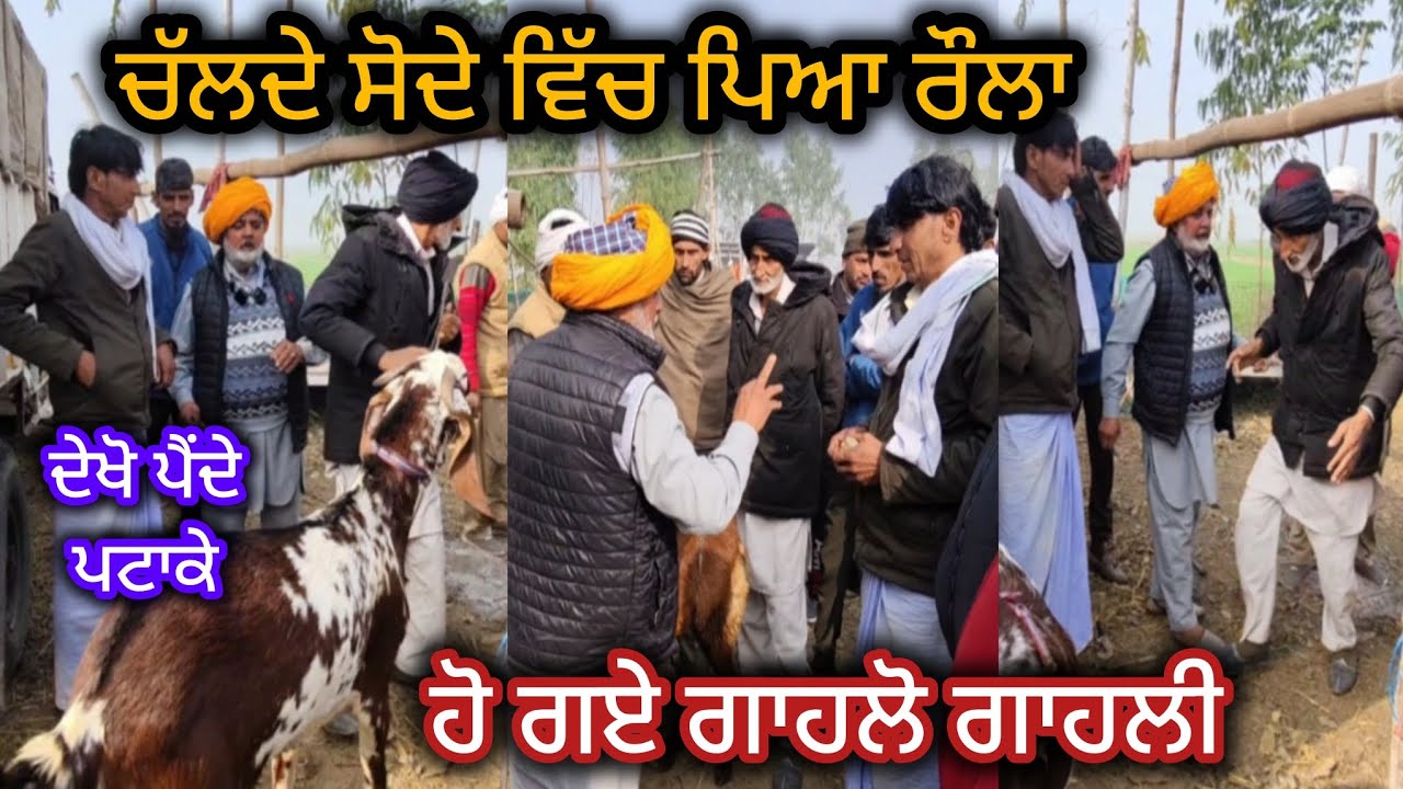 ਚਲਦੇ ਸੋਦੇ ਵਿੱਚ ਪਿਆ ਰੋਲਾ Mullanpur BakraMandi@PenduFarm #farming #goatfarm #rajudirba #mithu #goat 