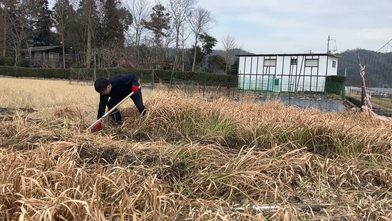 昨日の続きで、お昼休みに畑作り