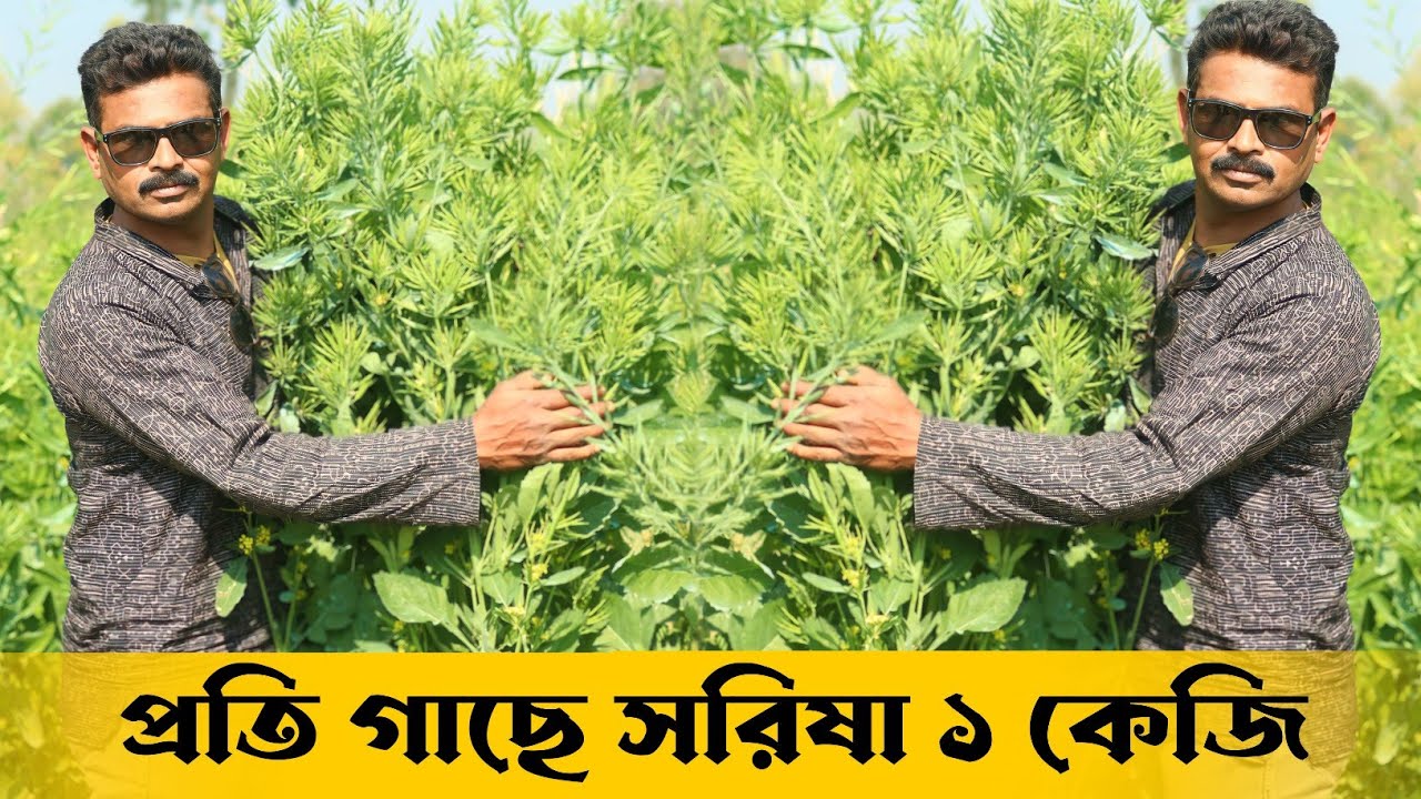 প্রতি গাছে সরিষা ১ কেজি || অবাক করা সরিষা চাষ নদীয়ার চাষীর বিকাশ বাবু