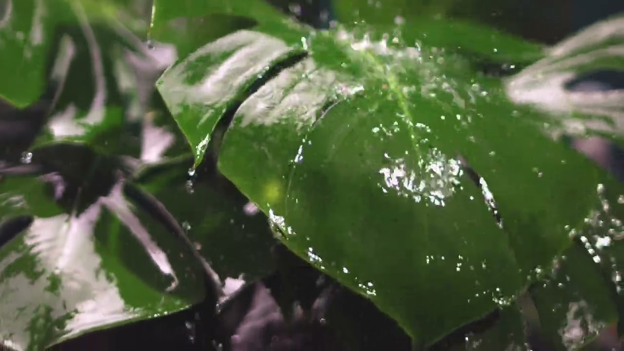 Calm relax song & videos #music #calmmusic #relaxingmusic #video #relaxationmusic #naturelovers #na