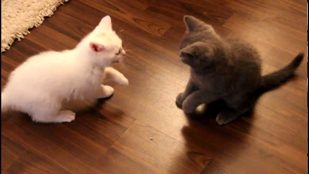 Kitten Kampfschrei - M&auml;dchen vs. Junge :D