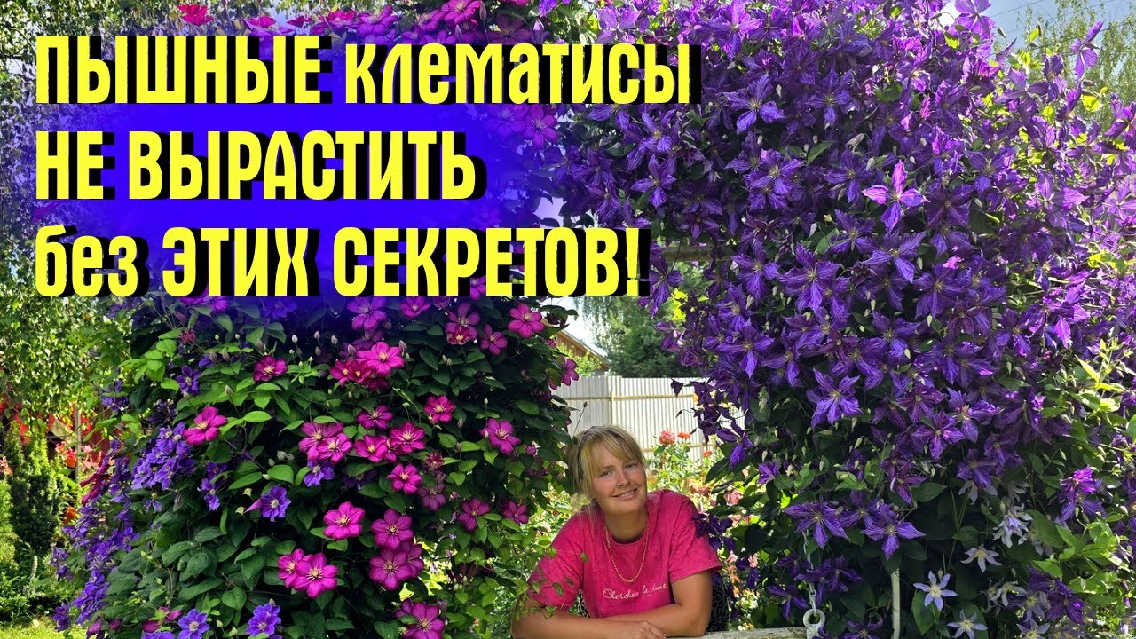 ПЫШНЫЕ клематисы НЕЛЬЗЯ ВЫРАСТИТЬ без ЭТИХ СЕКРЕТОВ!