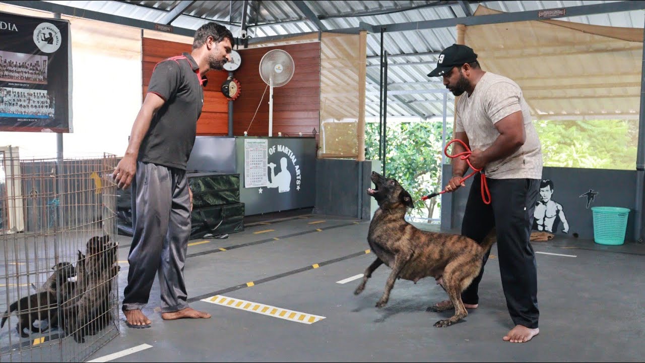 കടിക്കാൻ പറഞ്ഞാൽ കൊന്നിട്ട് വരും Dutch Shepherd dogs