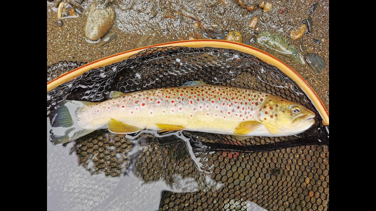 Des truites en nombre pour mon retour en grande rivière ! (Partie 1/2)