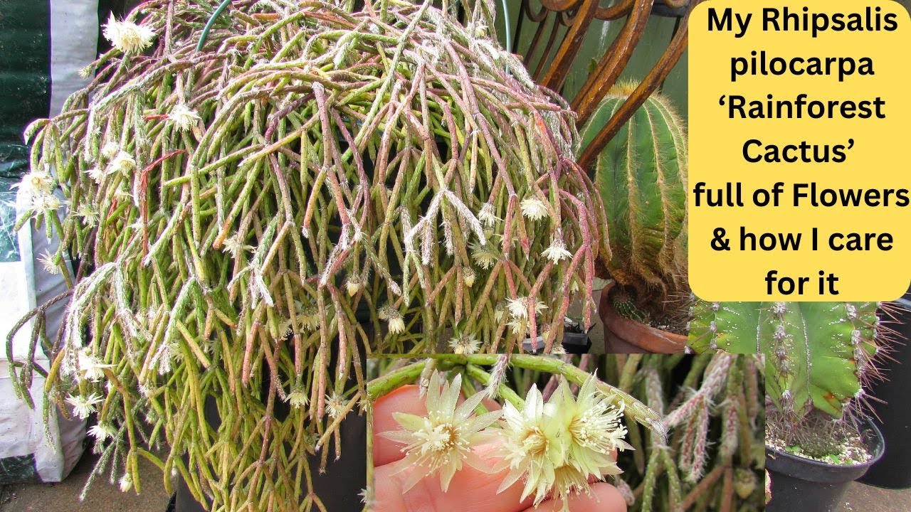 My Rhipsalis pilocarpa Rainforest Cactus full of flowers & How I care for it #cacti #cactus
