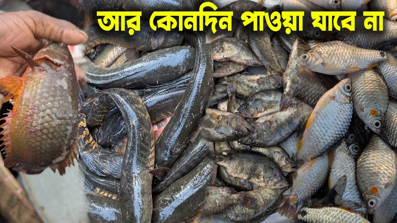 আর কোনদিন এমন সস্তায় আড়িয়াল বিলের দেশি মাছ বিক্রি হবে না😱dhaka dohar dubli bazar