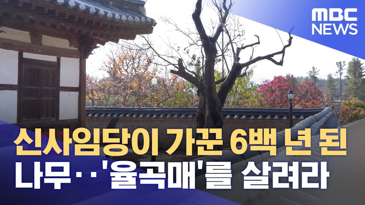 신사임당이 가꾼 6백 년 된 나무‥'율곡매'를 살려라 (2021.11.06/뉴스데스크/MBC)