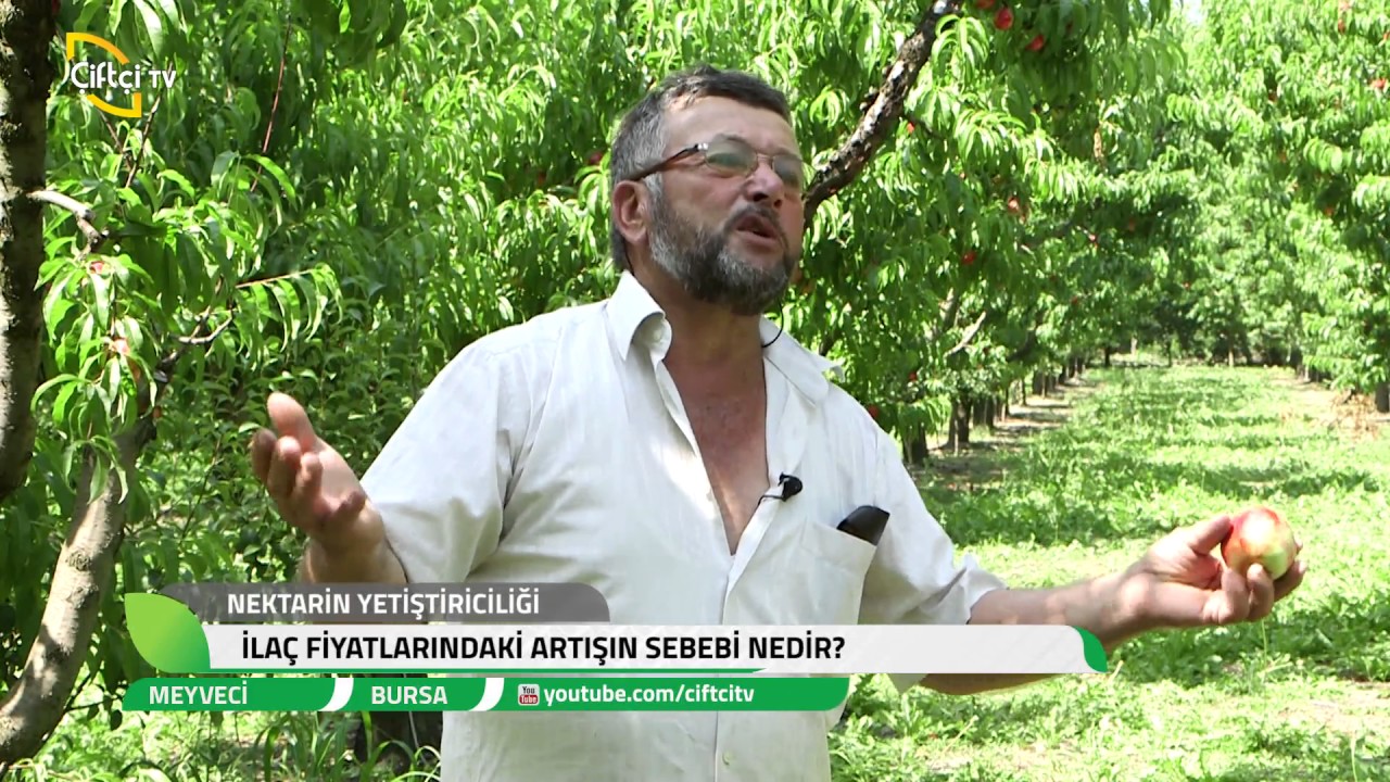 Meyveci - Bursa - Nektarin Yetiştiriciliği