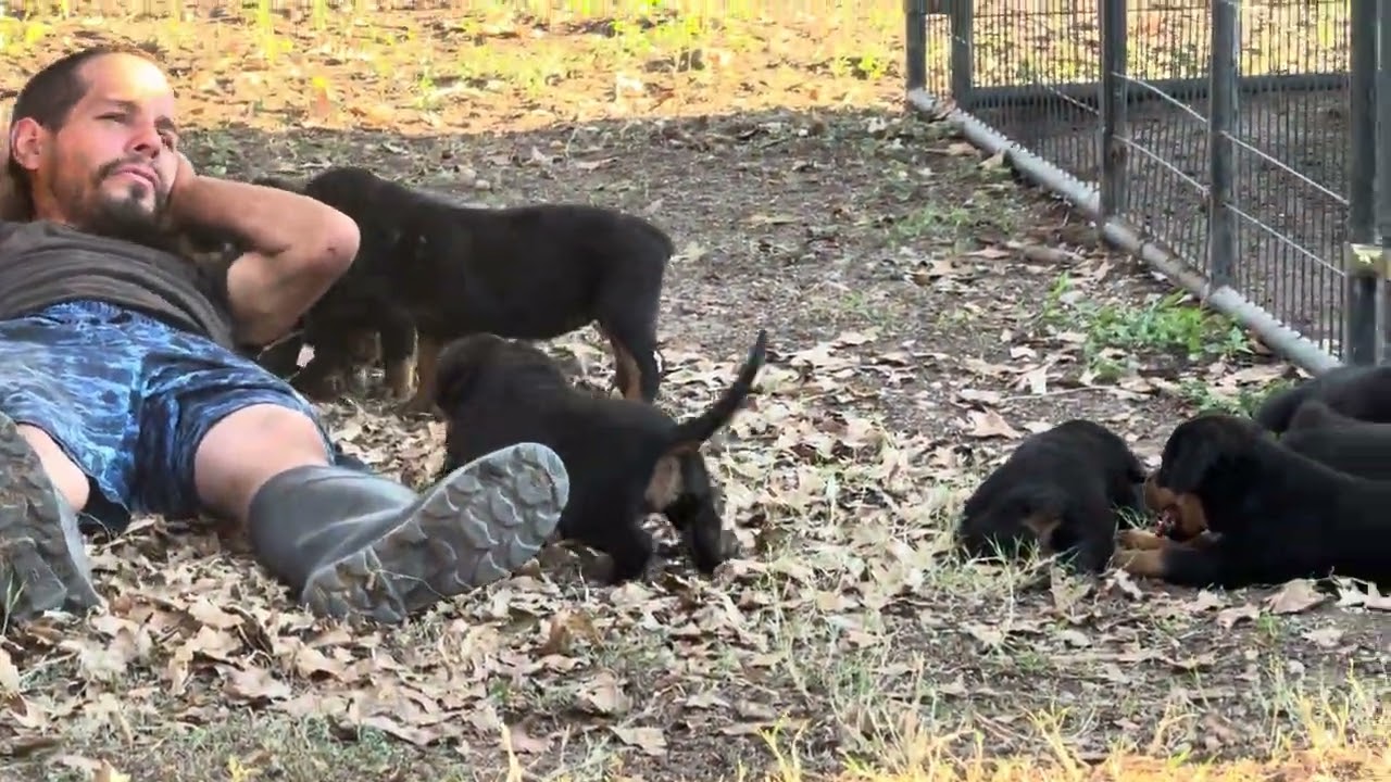 All the puppies jump on country white boy 👦
