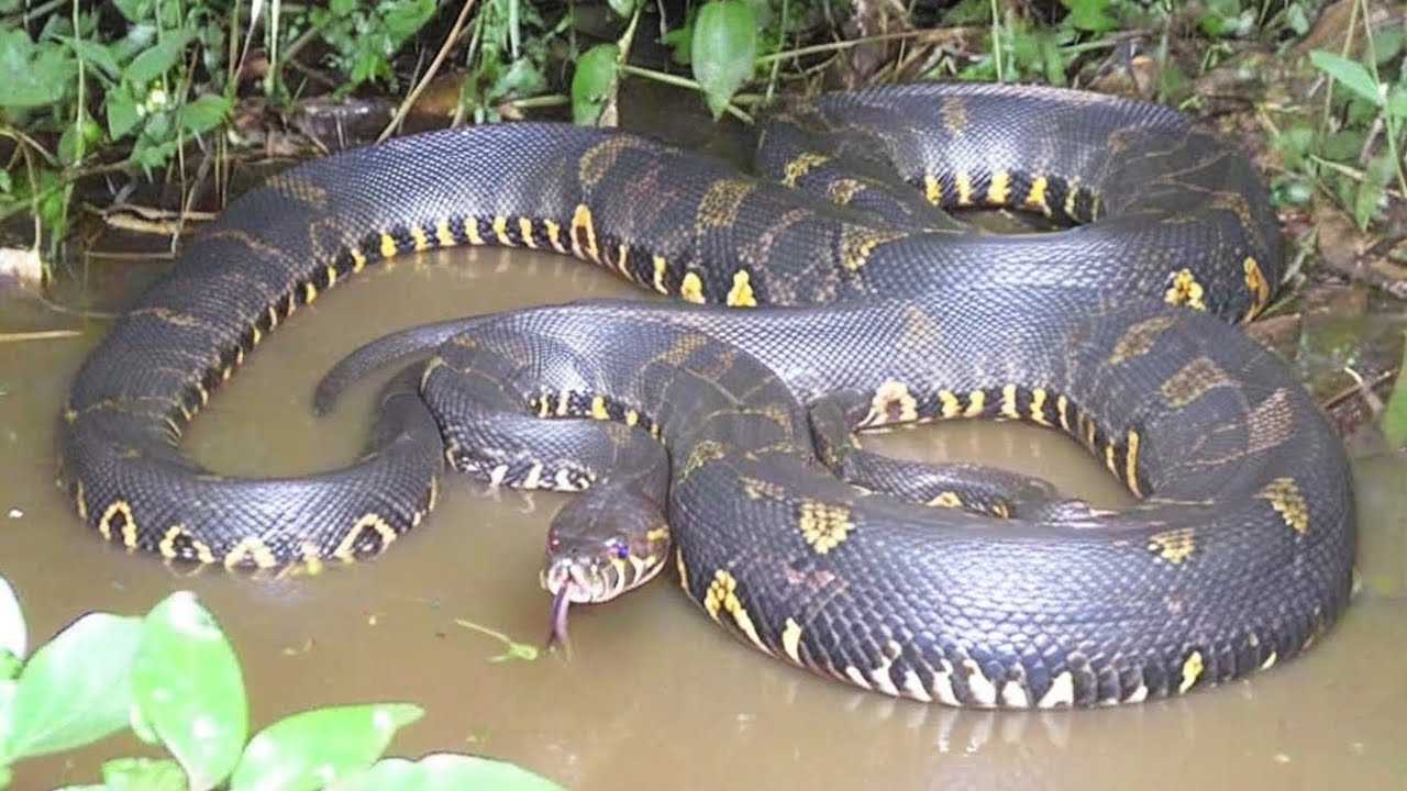 Exploring the Amazon&rsquo;s Giant Anaconda | Nature&rsquo;s Hidden Giant