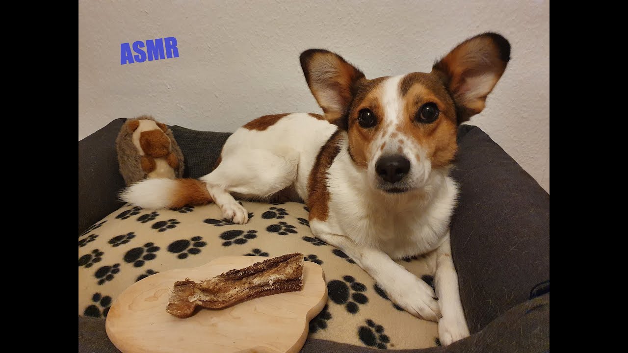 ASMR Dog eating beef I relaxing eating and licking sounds, no talking I Filou´s Fancy Food