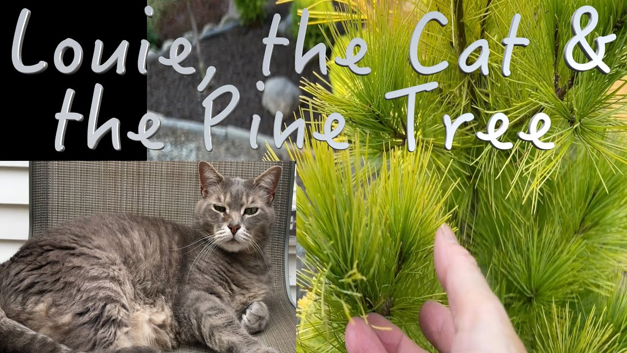 Louie the Cat & Louie the White Pine - In Memory Of.....