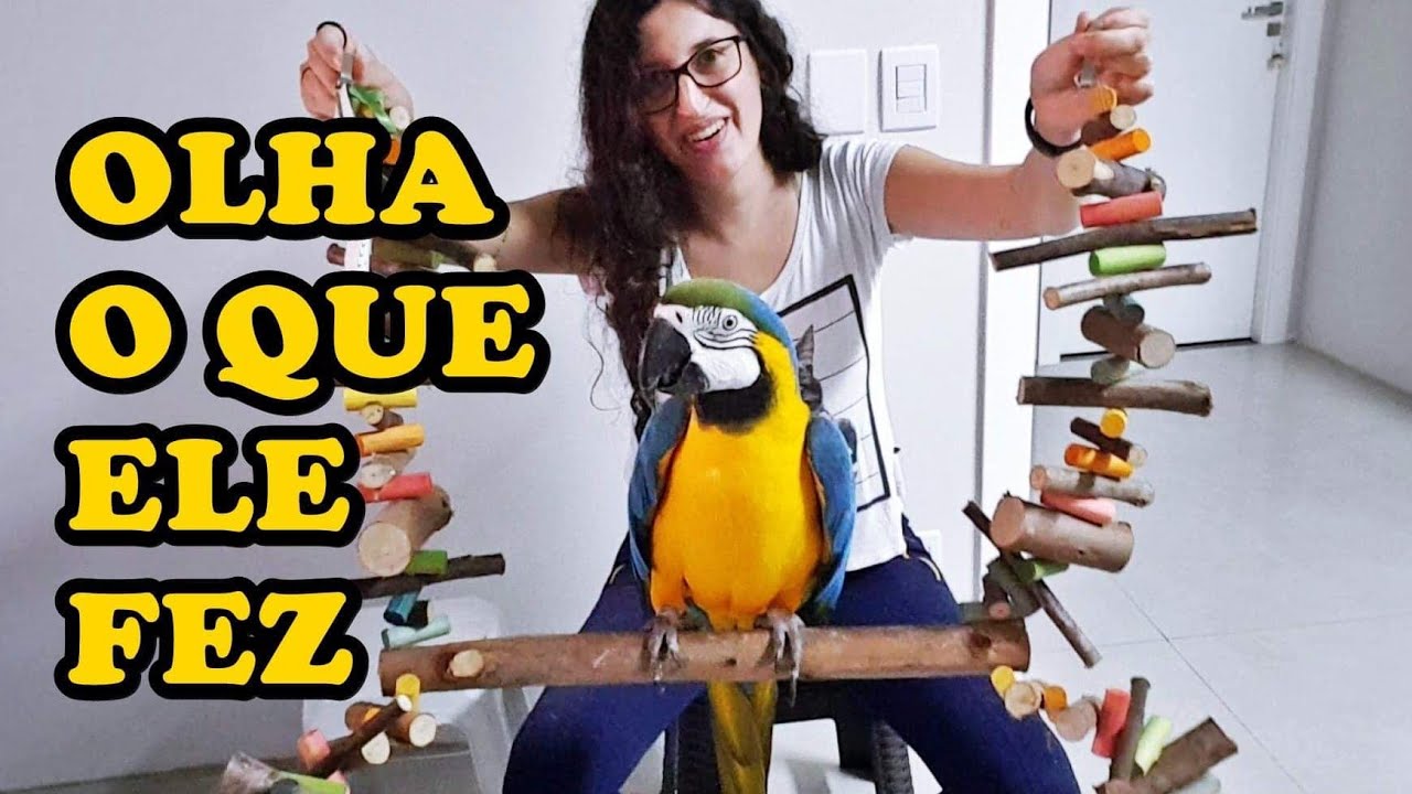 COMO ACOSTUMAR SUA AVE COM BRINQUEDOS - UDP