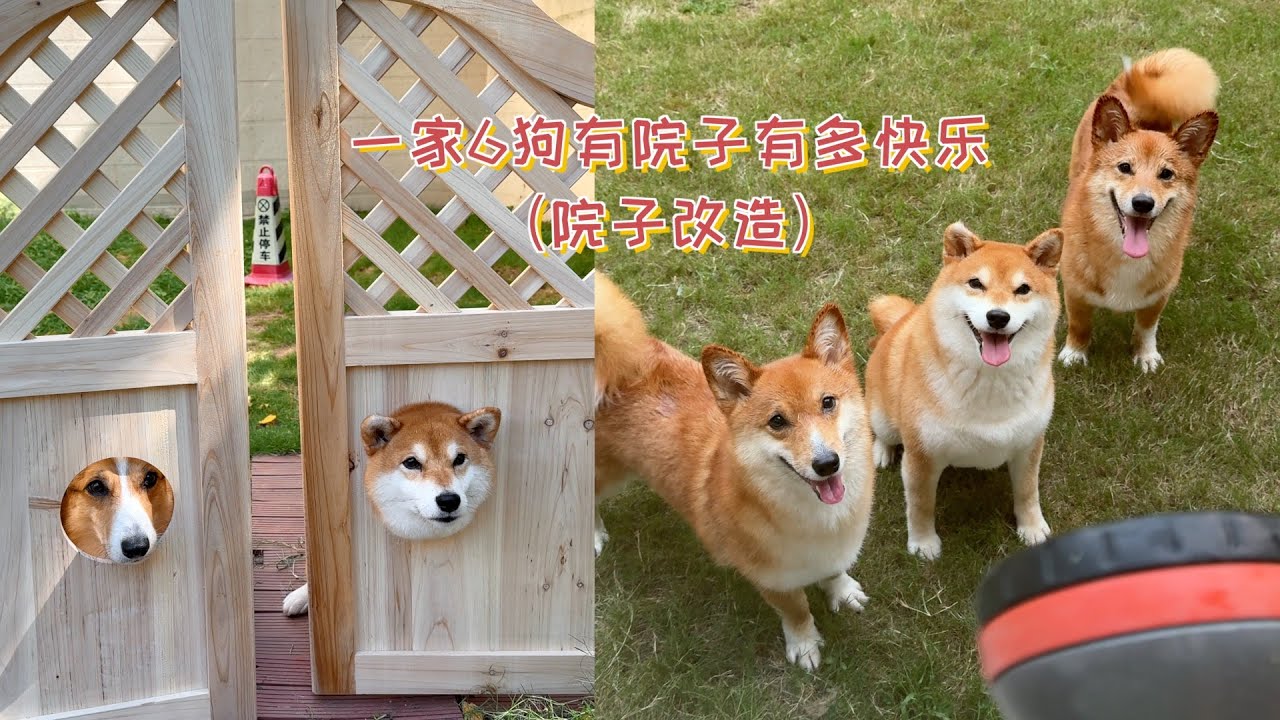 一家6狗有院子有多快乐？